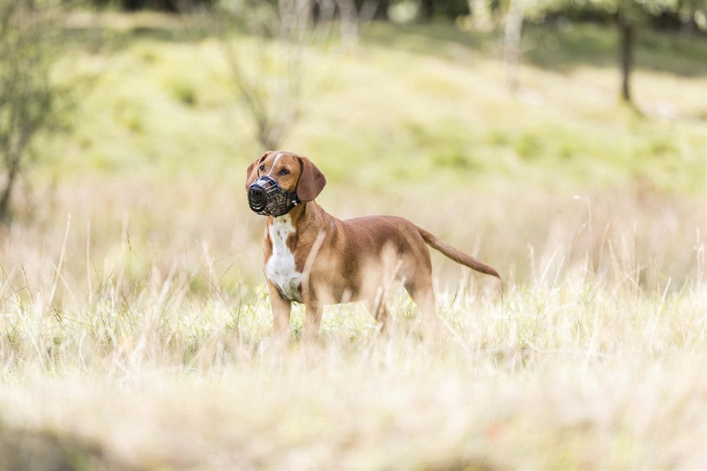 Trixie Munkorg Plast Svart