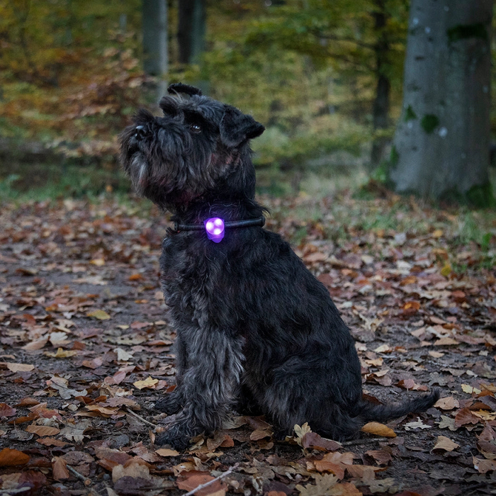 Dogman Blinklampa Basic LED