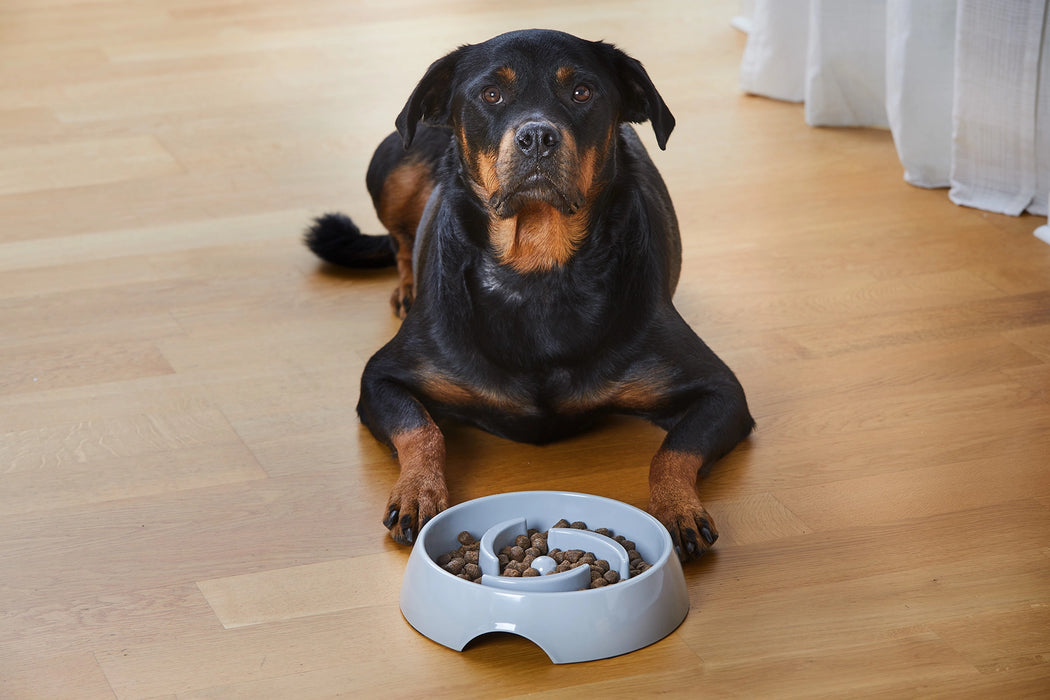 Dogman Matskål Alva Slow Feed Grå