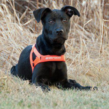 Ezydog Sele Quickfit Neopren Orange Justerbar