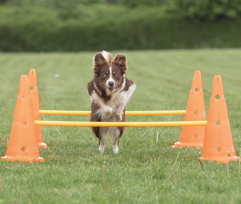 Trixie Dog Activity Hinderset 2 hinder Orange & gul