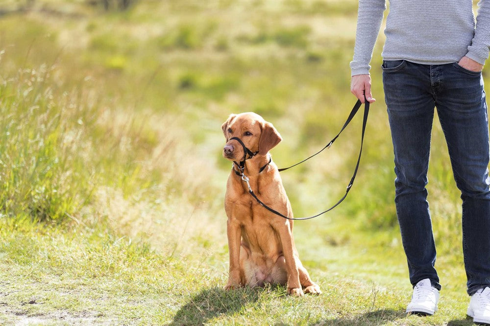 Trixie Nossele Top-trainer Svart