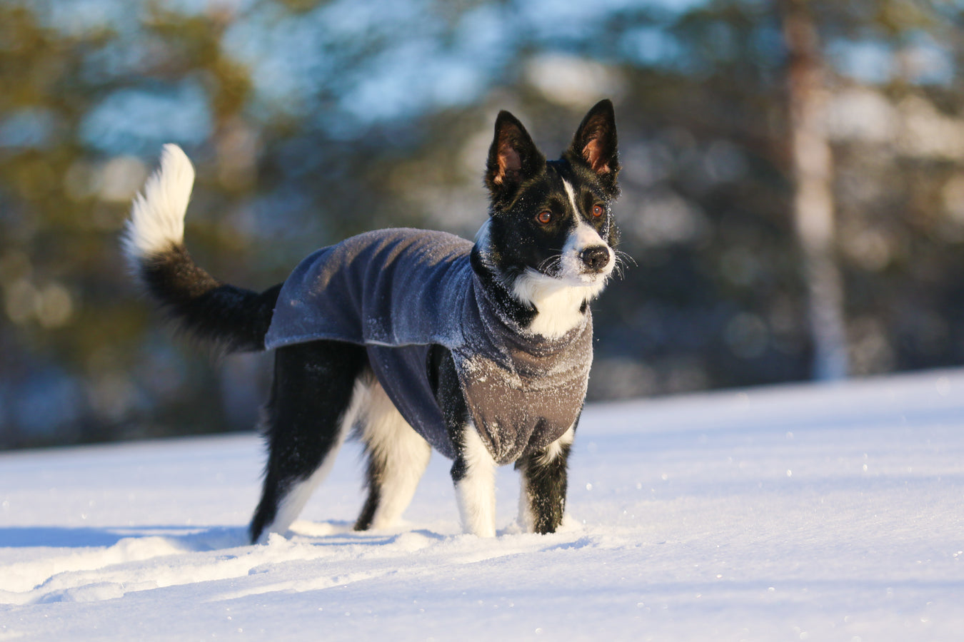 Hundkläder