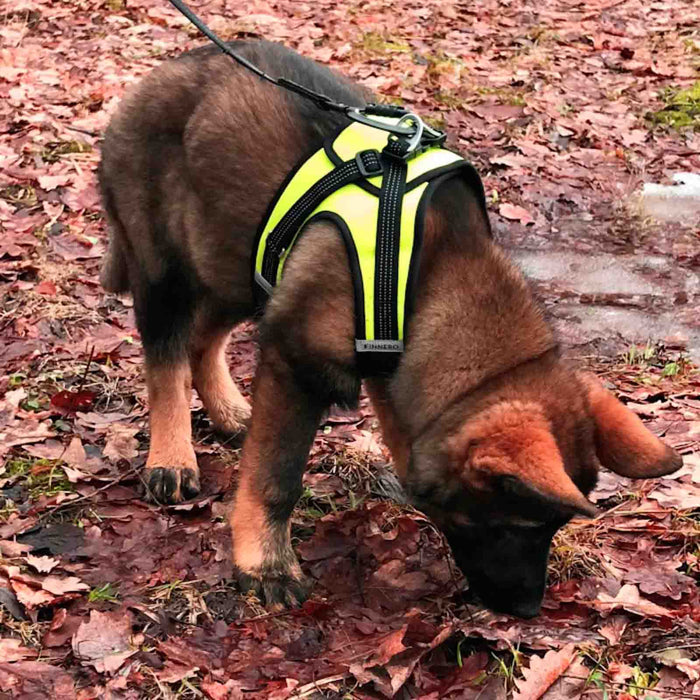 Finnero Väst sele HALI Svart/gult